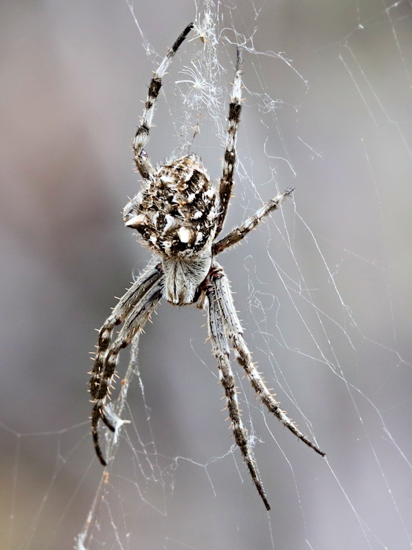 Knobbled Orbweaver Spider (Eriophora pustulosa)